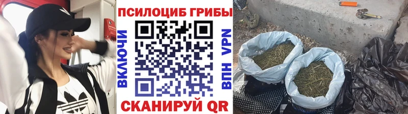Псилоцибиновые грибы Psilocybe Олёкминск